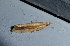Bactra noteraula