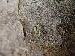 Lecanora albella