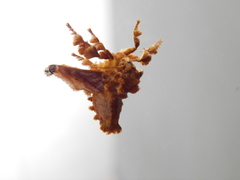 Cheromettia sumatrensis