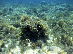 Padina pavonica