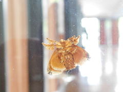 Cheromettia sumatrensis