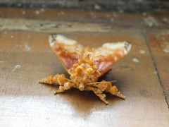 Cheromettia sumatrensis