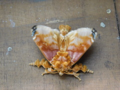 Cheromettia sumatrensis