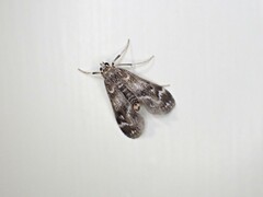 Hygraula nitens