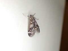 Hygraula nitens
