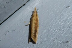 Bactra noteraula