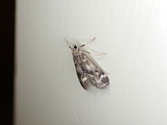 Hygraula nitens