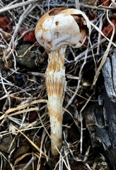 Battarrea phalloides