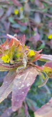 Camissoniopsis
