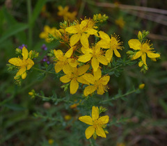 Hypericum perforatum
