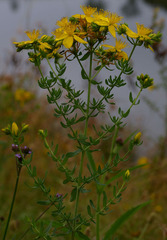 Hypericum perforatum