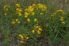 Hypericum perforatum