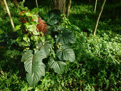 Clerodendrum paniculatum