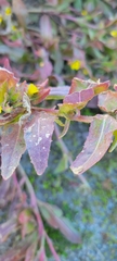 Camissoniopsis