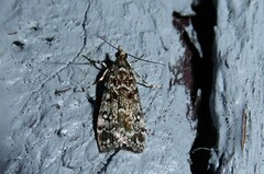 Eudonia philerga