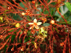 Clerodendrum paniculatum