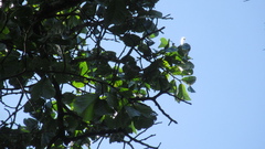 Minquartia guianensis