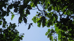 Minquartia guianensis