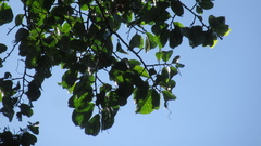 Minquartia guianensis