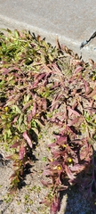 Camissoniopsis