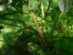 Clerodendrum paniculatum
