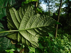 Clerodendrum paniculatum