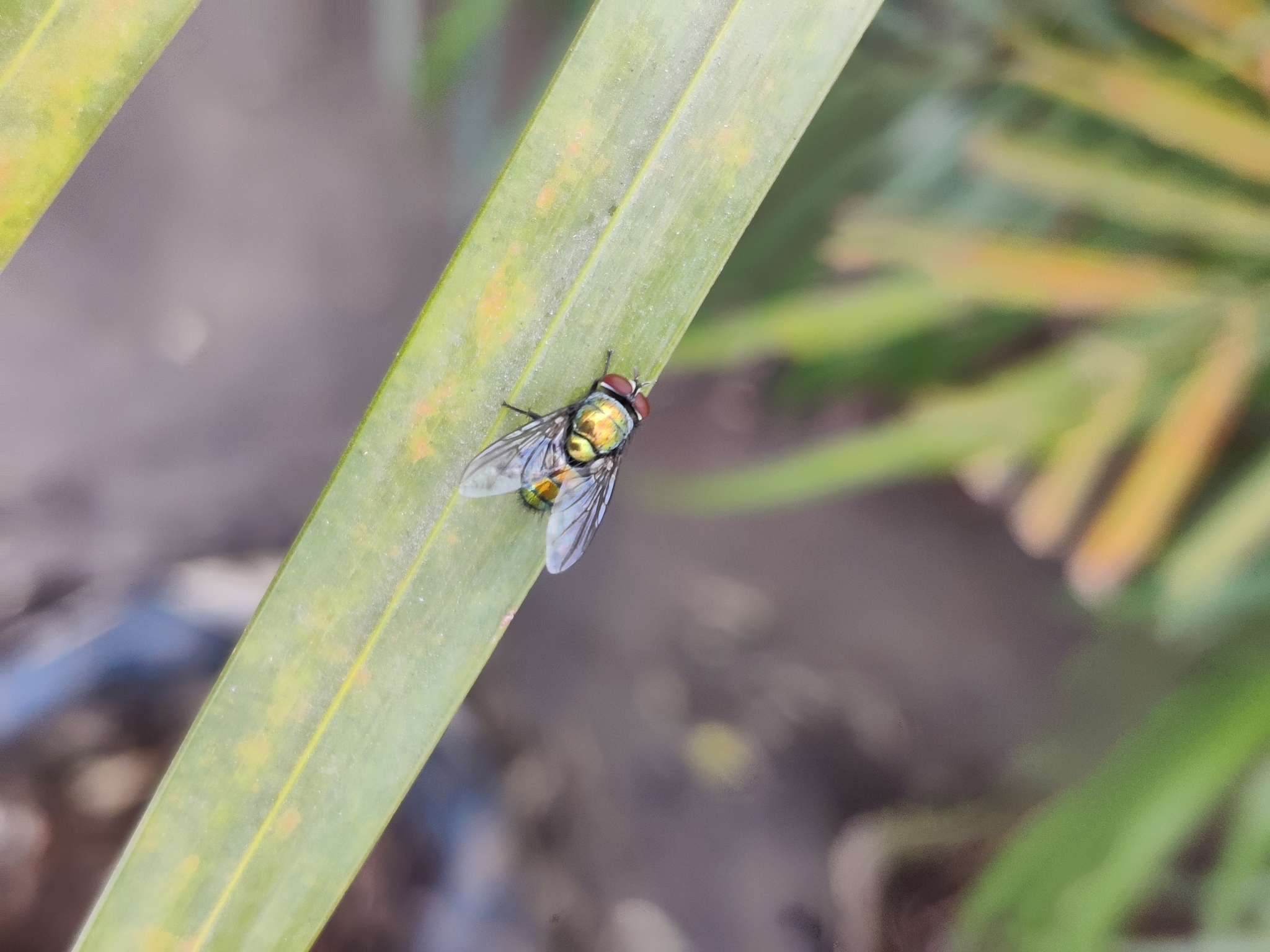 Chrysomya megacephala (Fabricius, 1794)