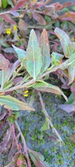 Camissoniopsis