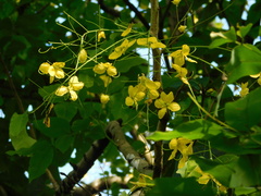 Cassia fistula