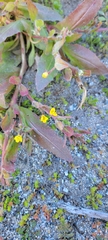 Camissoniopsis