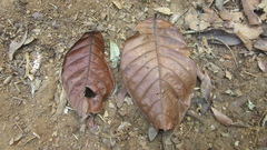 Minquartia guianensis
