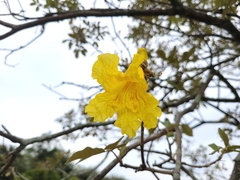 Handroanthus pulcherrimus