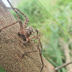 Heteropoda jugulans