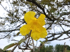 Handroanthus pulcherrimus