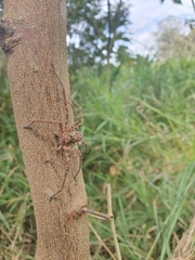 Heteropoda jugulans