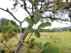 Handroanthus pulcherrimus