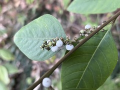 Deeringia polysperma