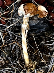 Battarrea phalloides
