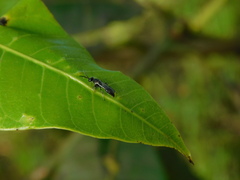 Apoidea