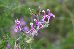 Pelargonium reniforme