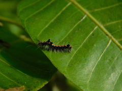 Lymantriinae