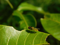 Ischiodon scutellaris