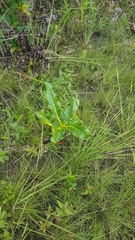 Palicourea rigida