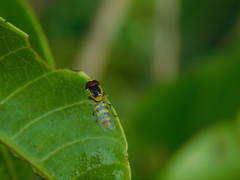 Ischiodon scutellaris