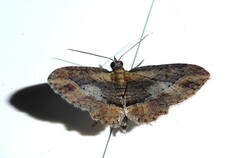 Chloroclystis filata