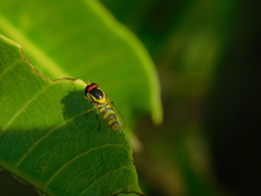 Ischiodon scutellaris