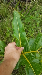 Palicourea rigida