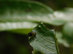 Ischiodon scutellaris