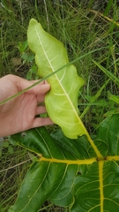 Palicourea rigida