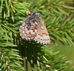 Callophrys niphon